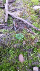 Riccia glauca