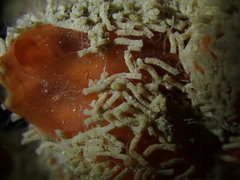 Polydorella