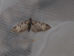 Eupithecia insigniata