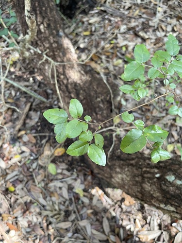 Image of Sageretia minutiflora by (c) Brandon Corder, some rights reserved (CC BY)