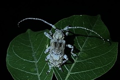 Menyllus maculicornis