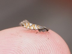 Phyllonorycter nigrescentella