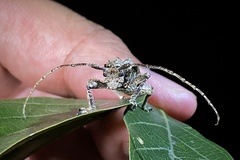 Menyllus maculicornis