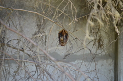 Lasiurus blossevillii