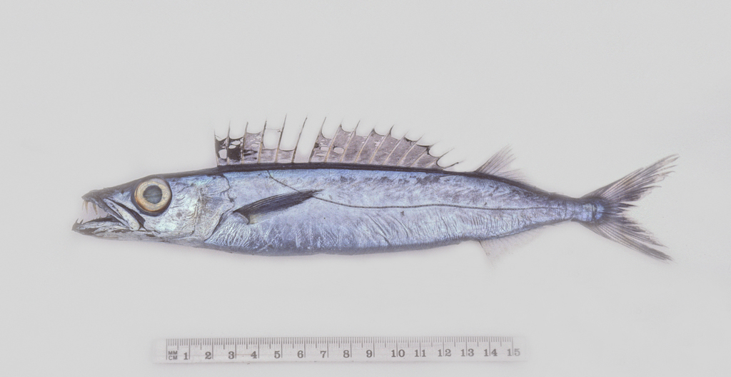 Long-Finned Escolar