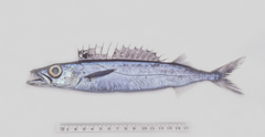 Rexea antefurcata