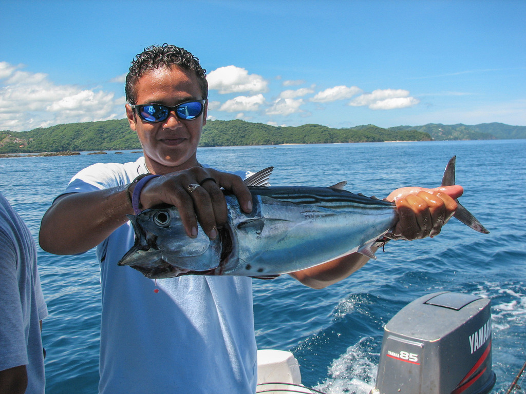 Black Skipjack from Carrillo, Guanacaste, Costa Rica on August 20, 2005 ...