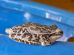 Boana cordobae
