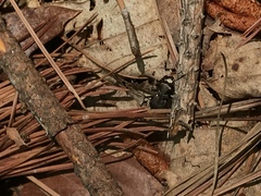 Apterodela unipunctata