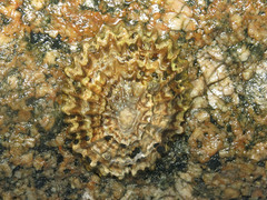 Patella ferruginea