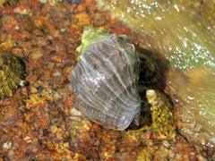 Stramonita haemastoma