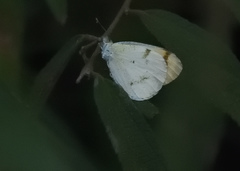 Colotis aurora