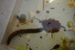 Haemopis sanguisuga