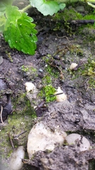 Physcomitrium patens