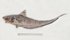 Coelorinchus australis