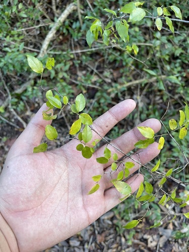 Image of Sageretia minutiflora by (c) Brandon Corder, some rights reserved (CC BY)