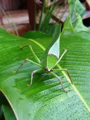 Stilpnochlora quadrata