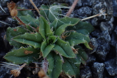 Plantago paradoxa