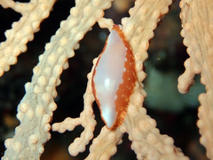 Simnia spelta