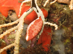 Simnia spelta