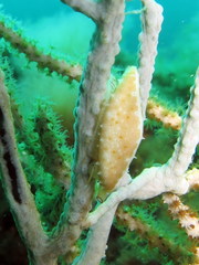 Simnia spelta