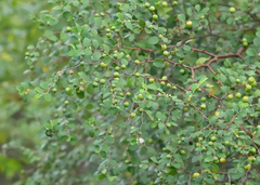 Ziziphus nummularia