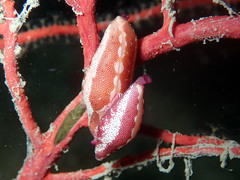 Simnia spelta