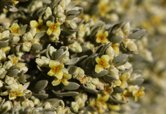 Thymelaea tartonraira