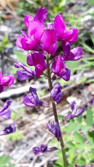 Hedysarum dasycarpum