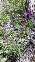 Hedysarum dasycarpum