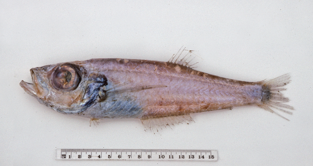 Deep-sea Scalyfins