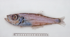 Neobathyclupea gracilis