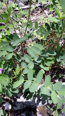 Hedysarum dasycarpum