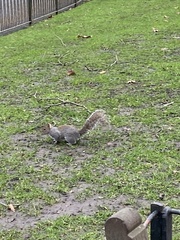 Sciurus carolinensis