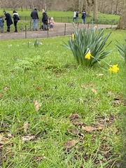 Sciurus carolinensis