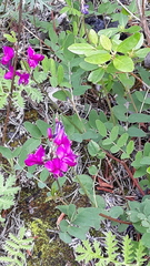 Hedysarum dasycarpum