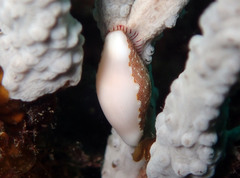 Simnia spelta