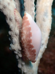 Simnia spelta