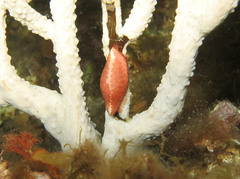 Simnia spelta