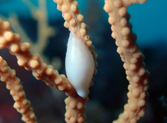 Simnia spelta