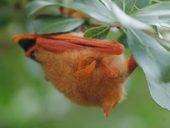 Kerivoula picta