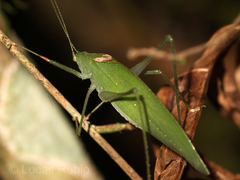Anaulacomera trispinata
