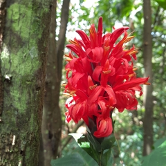 Pachystachys coccinea