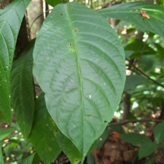 Pachystachys coccinea