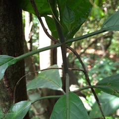 Pachystachys coccinea
