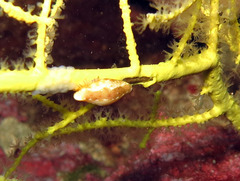 Simnia spelta
