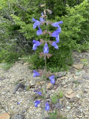 Salvia ringens