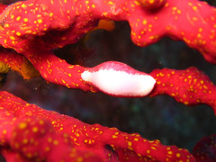 Simnia spelta