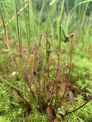 Drosera anglica