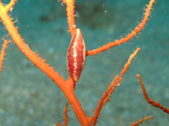 Simnia spelta